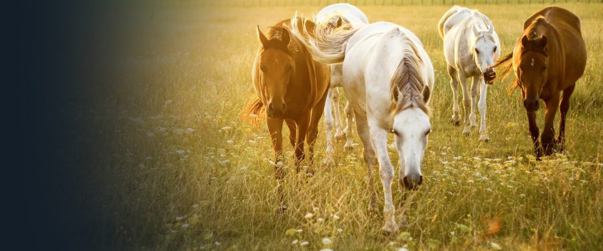 Equine Disease Communication Center The Foundation For The Horse