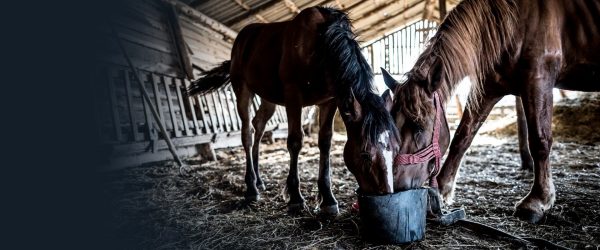 Overugging Horse Risks Horses at Risk - The Foundation For The Horse