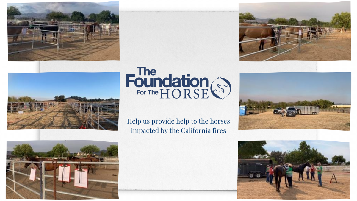The Foundation for the Horse Awards 5,000 to Veterinarian Groups