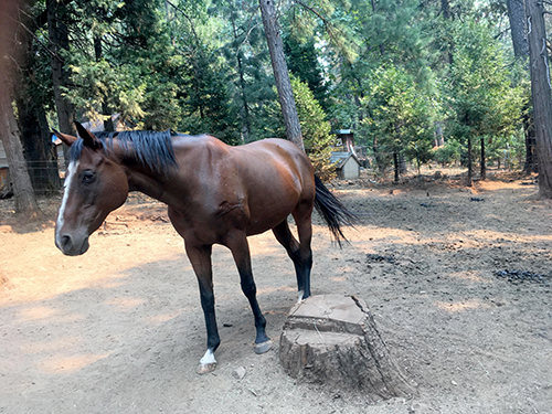 121548037_263596984987857_6199626172385555940_n (1) copy Horse