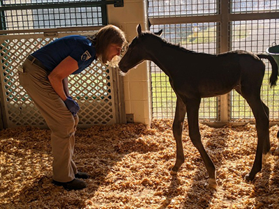 Margo and Foal