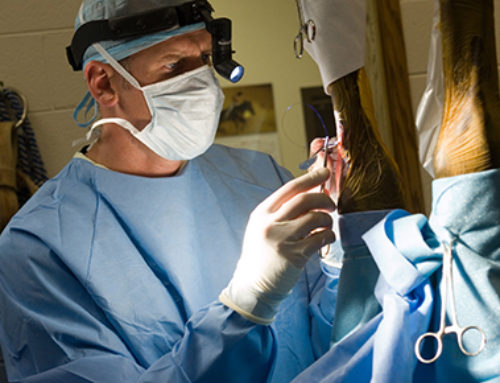 The Foundation for the Horse Offers New Innovation & Discovery Grant Opportunity