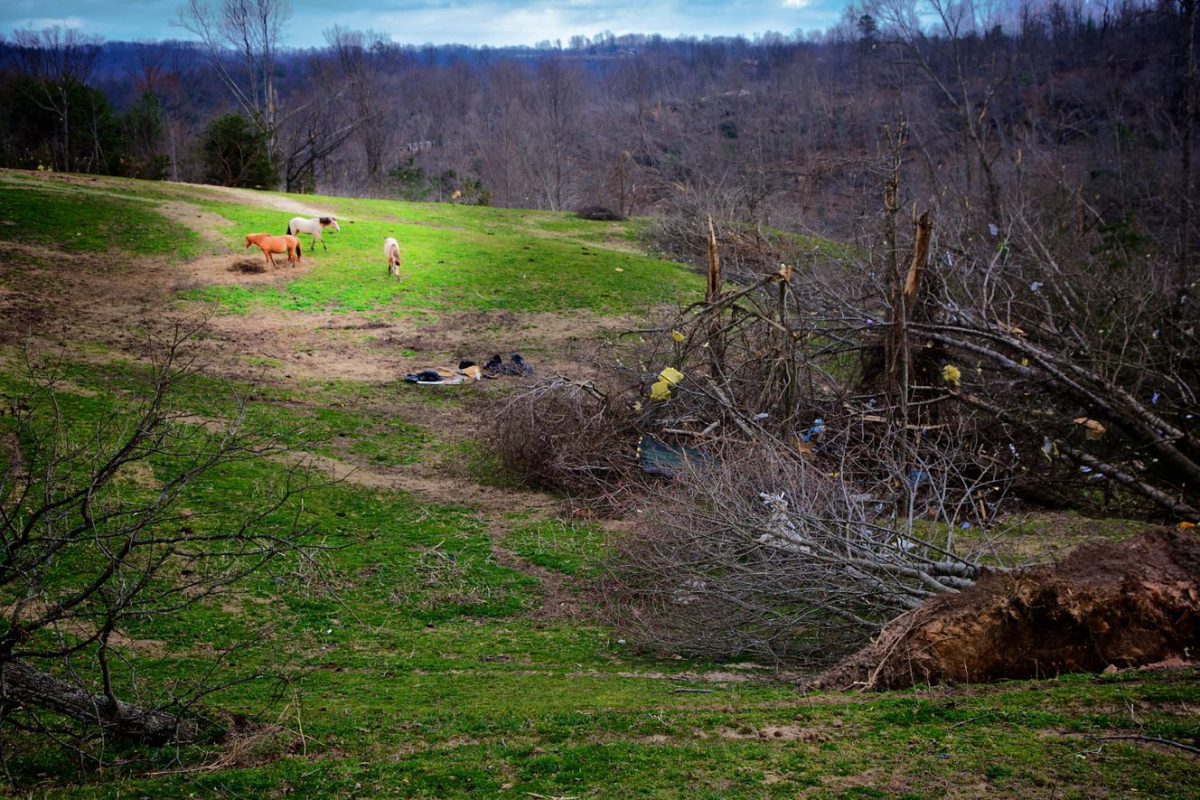 Sedgwick Countys Horse Tragedy A Preventable Disaster - 3zpexhf