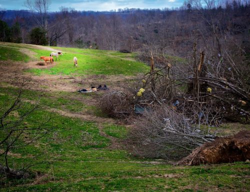 The Foundation for the Horse Helping Horses in  Aftermath of Tornadoes in Mississippi, other Southern States