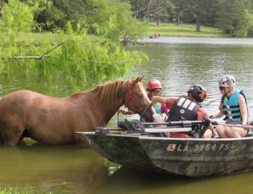 Request Equine Welfare Grant Funding from The Foundation for the Horse by June 5