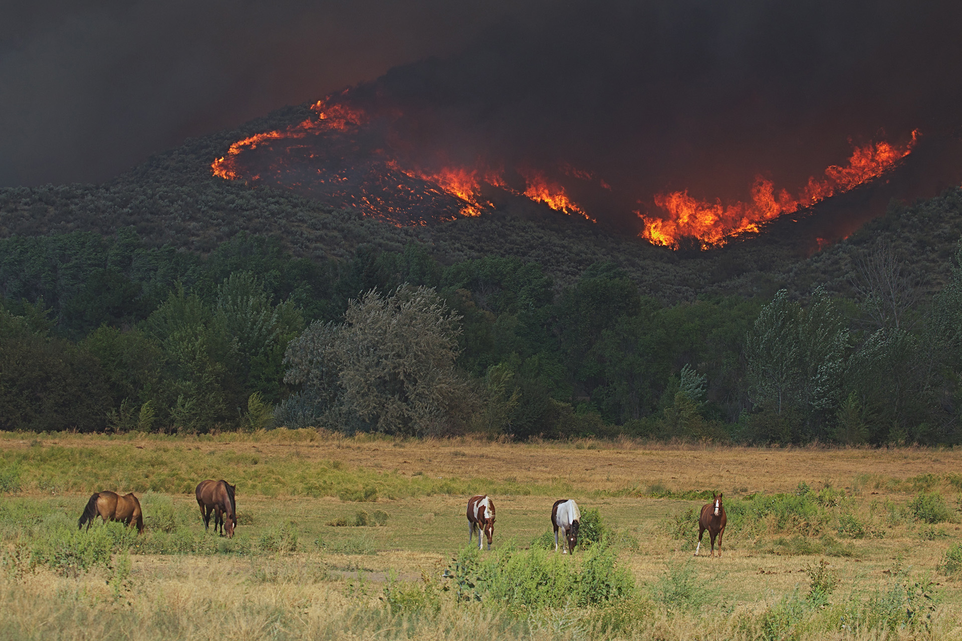 Disaster Fire