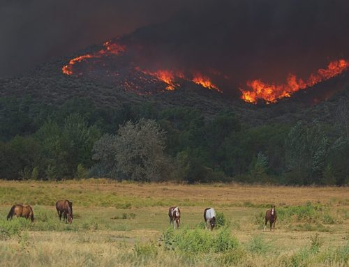 The Foundation for the Horse Dedicates $10,000 to Support Feed and Hay Relief for Equines Impacted by Maui, Hawaii, Wildfires.
