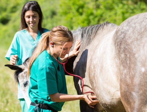 The Foundation for the Horse Grants Over $250,000 for Cutting-Edge  Equine Research
