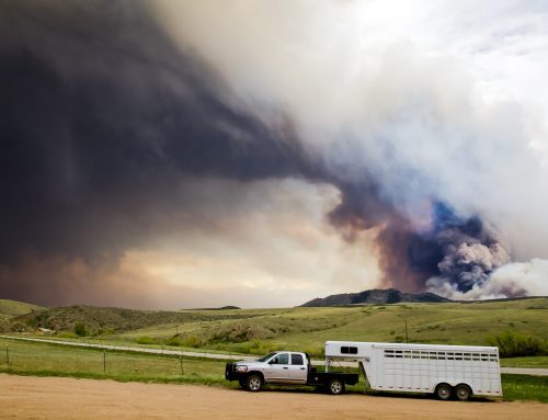 The Foundation for the Horse Dedicates $10,000 to Support Feed, Hay, and Veterinary Medical Supplies for Equines Impacted by Texas Panhandle Wildfires.