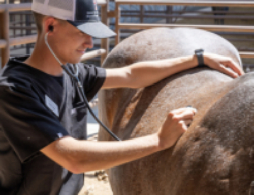 Texas Tech University Equine Veterinary Student to Receive $5,000 Dr. Ty Wallis Memorial Scholarship 